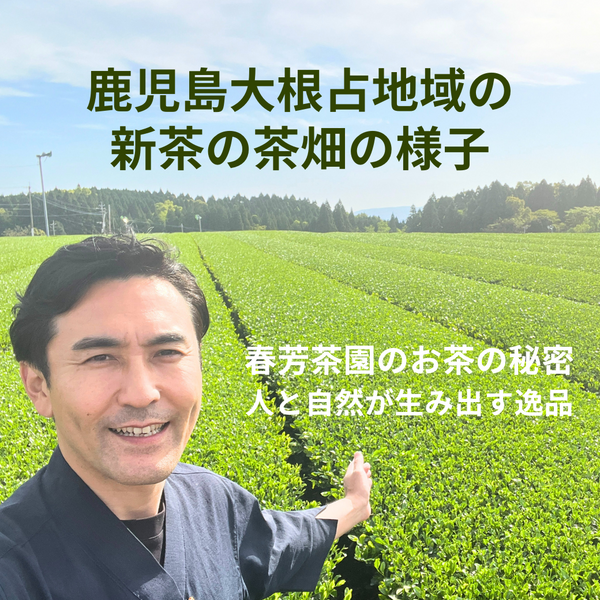 春芳茶園の新茶にが欠かせない！鹿児島大根占地域の茶畑の様子です！