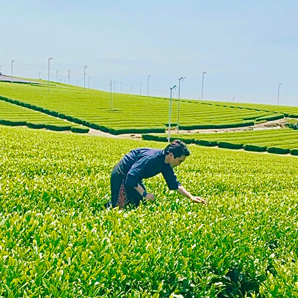 2022年新茶　静岡新茶の店頭販売がスタートしました！！